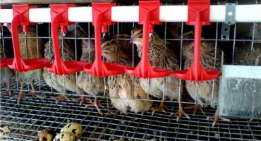 Jak vyrobit napáječku pro křepelky?